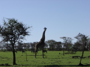 Giraffe and Zebra in the Garden